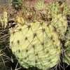 Thumbnail #5 of Opuntia phaeacantha by Xenomorf