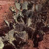 Thumbnail #3 of Opuntia phaeacantha by kennedyh