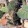Thumbnail #1 of Opuntia phaeacantha by palmbob