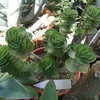 Thumbnail #2 of Portulaca molokiniensis by palmbob