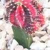 Thumbnail #2 of Gymnocalycium mihanovichii by Chamma