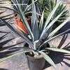 Thumbnail #1 of Agave tequilana by palmbob