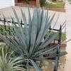 Thumbnail #4 of Agave tequilana by ALTER_EGO