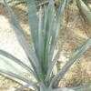 Thumbnail #5 of Agave tequilana by Xenomorf