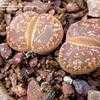 Thumbnail #1 of Lithops aucampiae by palmbob