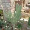 Thumbnail #4 of Consolea rubescens by cactus_lover