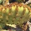 Thumbnail #2 of Opuntia aciculata by Xenomorf