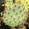 Thumbnail #3 of Opuntia aciculata by Xenomorf