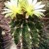 Thumbnail #1 of Thelocactus setispinus by palmbob