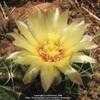 Thumbnail #5 of Thelocactus setispinus by Xenomorf