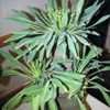 Thumbnail #5 of Euphorbia bupleurifolia by palmbob