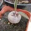 Thumbnail #4 of Euphorbia bupleurifolia by cactus_lover