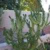 Thumbnail #1 of Austrocylindropuntia subulata by azrobin