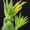 Thumbnail #5 of Austrocylindropuntia subulata by Xenomorf