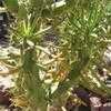 Thumbnail #2 of Austrocylindropuntia subulata by Xenomorf