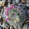 Thumbnail #3 of Mammillaria hahniana by QCHammy