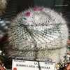 Thumbnail #4 of Mammillaria hahniana by Calif_Sue