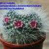 Thumbnail #1 of Mammillaria hahniana by nokats