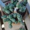 Thumbnail #3 of Opuntia fragilis by palmbob