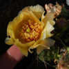Thumbnail #5 of Opuntia fragilis by growin