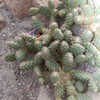 Thumbnail #4 of Opuntia fragilis by growin