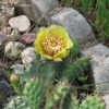 Thumbnail #2 of Opuntia fragilis by MNDave