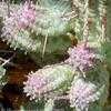 Thumbnail #2 of Euphorbia mammillaris var. variegata by Happenstance