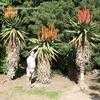 Thumbnail #1 of Aloe ferox by palmbob
