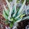 Thumbnail #2 of Aloe ferox by Kelli