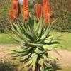 Thumbnail #4 of Aloe ferox by palmbob