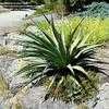 Thumbnail #5 of Agave palmeri by growin