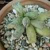 Thumbnail #2 of Adromischus cooperi by cactus_lover