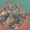 Thumbnail #4 of Adromischus cooperi by Xenomorf