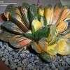 Thumbnail #5 of Haworthia truncata by palmbob