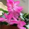 Thumbnail #3 of Schlumbergera truncata by PotEmUp