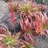 Thumbnail #4 of Aloe dorotheae by palmbob