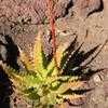 Thumbnail #3 of Aloe dorotheae by palmbob