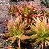 Thumbnail #1 of Aloe dorotheae by palmbob