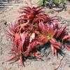 Thumbnail #2 of Aloe dorotheae by palmbob