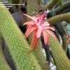 Thumbnail #2 of Cleistocactus winteri by palmbob