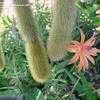 Thumbnail #5 of Cleistocactus winteri by spaceman_spiff