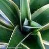 Thumbnail #4 of Agave desmettiana by Happenstance