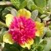 Thumbnail #1 of Portulaca oleracea by Paulwhwest