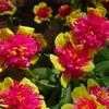 Thumbnail #4 of Portulaca oleracea by htop