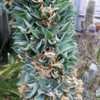 Thumbnail #3 of Agave vilmoriniana by palmbob