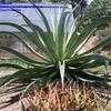 Thumbnail #4 of Agave vilmoriniana by palmbob