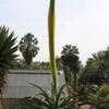 Thumbnail #5 of Agave vilmoriniana by palmbob