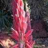Thumbnail #2 of Aloe suprafoliata by palmbob