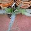 Thumbnail #3 of Aloe suprafoliata by palmbob