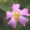 Thumbnail #1 of Pereskia grandifolia by htop